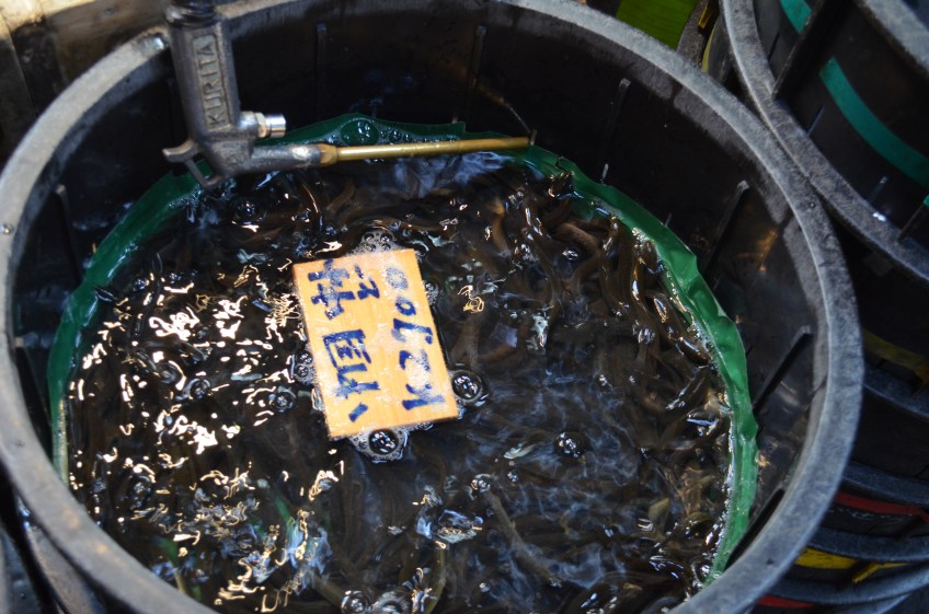 Small eel...still alive