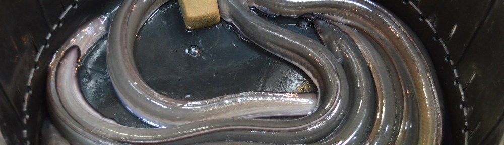 Eel...still alive